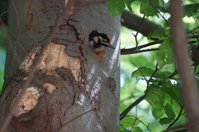 Dazu zählen u.a. auch Brutvogelkartierungen. Ein junger Buntspecht (Dendrocopos major) schaut aus seiner Bruthöhle. -
(Foto: Planungsbüro Zumbroich)
